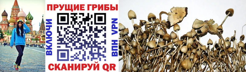 Псилоцибиновые грибы GOLDEN TEACHER  купить   Кизляр 